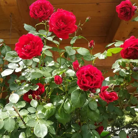 Holiday home La Brigata Orange House Cavallino-Treporti